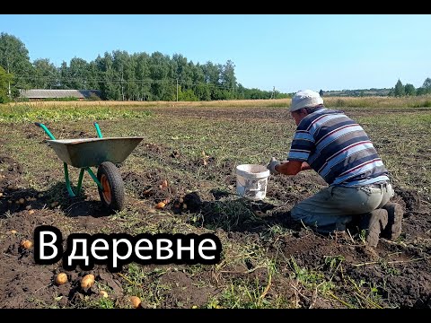 Видео: Жизнь в деревне. Копаем картошку. Убираем помидоры. Пришла серебряная кнопка ютуба.