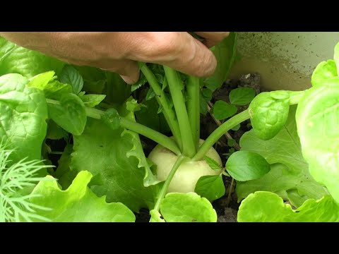 Видео: Выращивание раннего Дайкона. Посев, подкормки, сорт дайкона для весеннего выращивания.