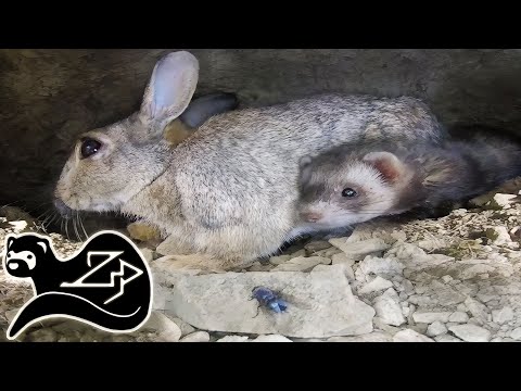 Видео: Замена хорька - Хорек на охоте за кроликами 17
