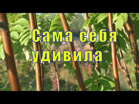 Видео: УДИВИЛА САМА СЕБЯ/ У НАС С КОЛЕЙ ТЕРКИ/  09 августа 2023