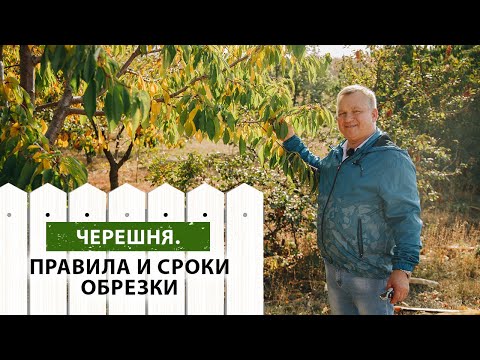 Видео: ЧЕРЕШНЯ. Правила и сроки обрезки