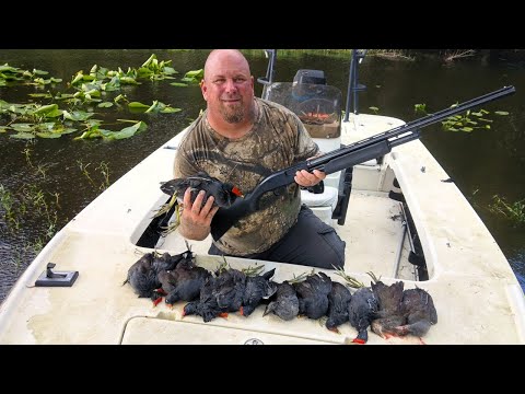 Видео: Охота на птицу с клювом-конфеткой *** Камышницы на болоте Флориды