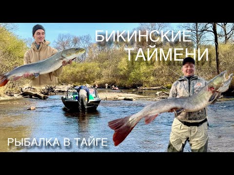 Видео: БИКИН/Охотничий. ПОПАЛИ НА ОСЕННИЙ ЖОР. РЕКА БИКИН ОСЕНЬ