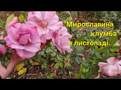 Видео: "Мирославина клумба" в листопаді.