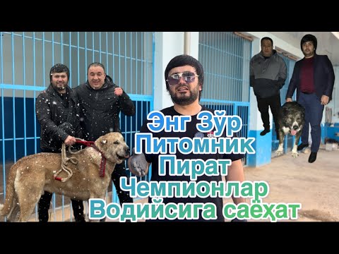 Видео: Ўзбекистондиги энг кўп Чемпион чиқарадиган питомник Пиратка саёҳат! Ишқивозлага махсус видео😊