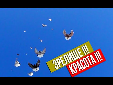 Видео: ВОТ ЭТО КРАСОТА! ПОЛЕТ НИКОЛАЕВСКОЙ БАБОЧКИ У МАШОШИНА В.В. | 2020 HD