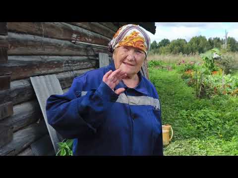 Видео: Собрали небывалый урожай яблок 🍎.