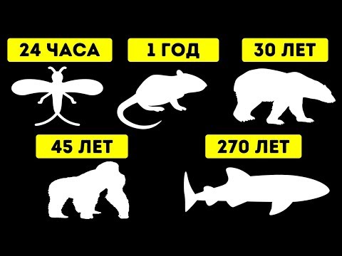 Видео: Животные с самой короткой и самой длинной продолжительностью жизни