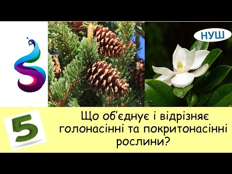 Видео: Що об'єднує і чим відрізняється голонасінні і покритонасінні?