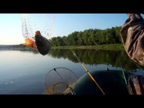 Видео: Рыбалка все лучше , Сазан все крупнее . Река Дон ( 1 часть )