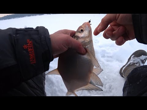 Видео: Ловля  леща. Ведьма с чесноком ему нравиться.