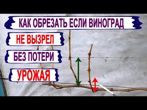 Видео: 🍇 Как ОБРЕЗАТЬ ВИНОГРАД который НЕ ВЫЗРЕЛ. Что сделать, чтобы был УРОЖАЙ в следующем году.