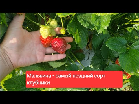 Видео: Мальвина - Самый поздний сорт клубники! Сборы ягоды