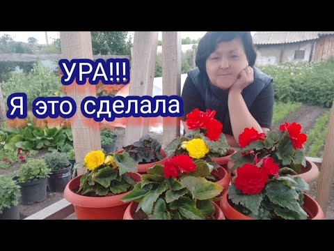 Видео: бегония клубневая из семян . бегония Беллекония. что у меня получилось!