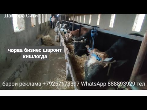 Видео: чорво бизнес шароит кишлогда чихел фойда овардан 27 12 2023 г