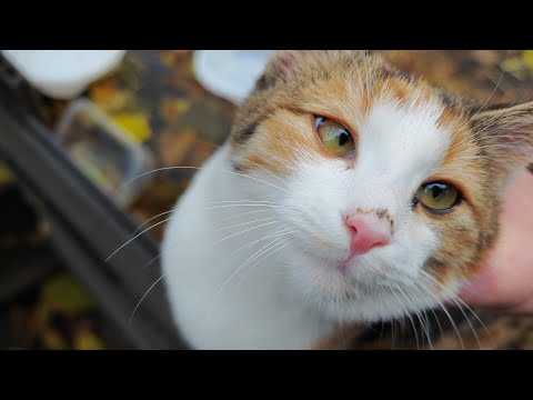 Видео: Впервые погладил котёнка-кошечку Нэко) 🤗🐈 I pet the Neko kitty for the first time!