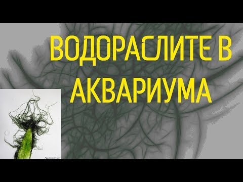 Видео: Водораслите в аквариума