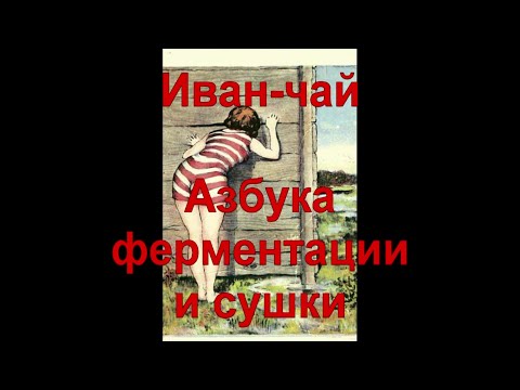 Видео: 16. Иван-чай. Секреты ферментации и сушки, от А до Я. Часть 2