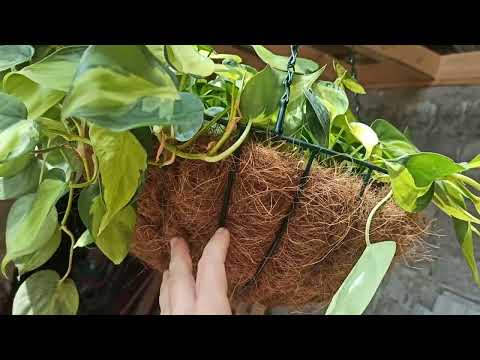 Видео: Как я подвесила цветочные кашпо в оранжерее.