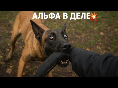 Видео: Атака малинуа по команде как научить собаку сдерживаться рабочая порода малинуа