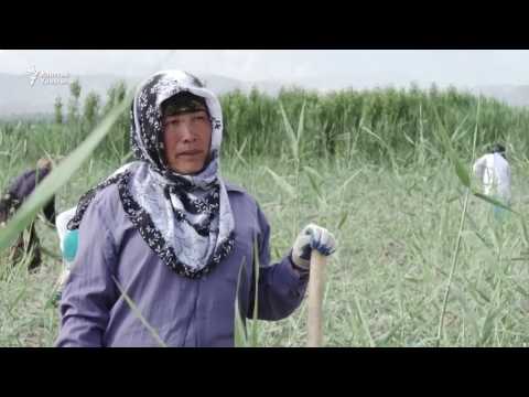 Видео: Тажикстандык мандикерлер