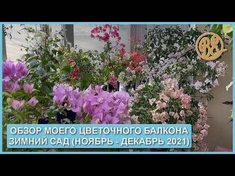 Видео: Обзор моего цветочного балкона. Цветущий зимний сад (ноябрь - декабрь 2021)