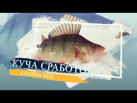 Видео: ХОРОШАЯ ПОГОДА, ХОРОШАЯ РЫБА - ЧТО ЕЩЕ НУЖНО? - СОЧИНСКОЕ