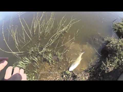 Видео: Окский жерех на ратлины Hunter. Май 2022