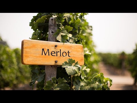 Видео: MERLOT Старый Добрый Мерло