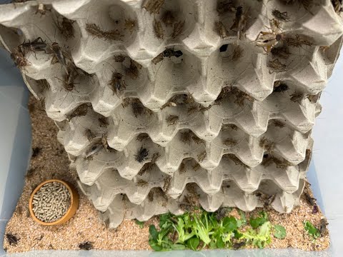 Видео: Как продлить жизнь сверчков: Beastie Way