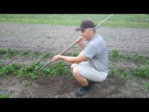 Видео: Всё ли мы знаем о обычной тяпке и работе ею?