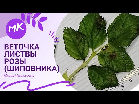 Видео: Мастер класс "Веточка листвы розы (шиповника)"