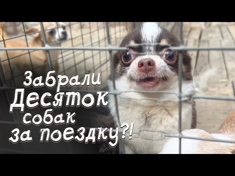 Видео: Целая орава собачек появится у нас дома за один выезд?!