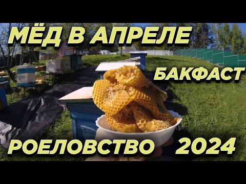 Видео: Пчеловодим в 2024! Первый апрельский мёд. Бакфаст.