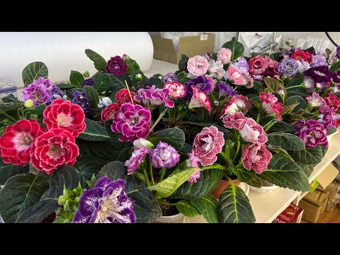 Видео: Праздник цветения Глоксинии ❤️💃🏻🥰