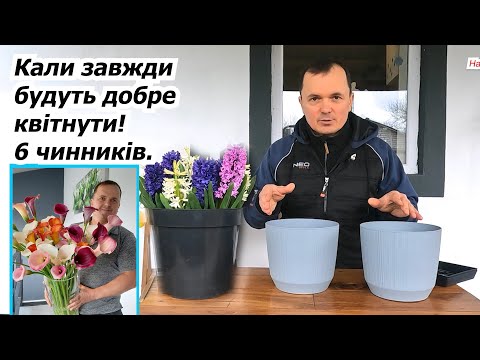 Видео: Вирощування кал в горщиках та на клумбі. Квіти, які здивують кожного!