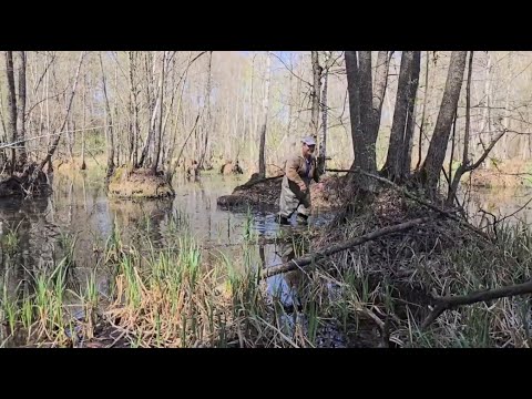 Видео: Посульська аномальна зона має близнючку у Північній Америці.