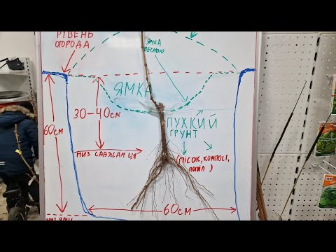 Видео: Як посадити виноград? РОЗБІР ДЛЯ ПОЧАТКІВЦІВ!