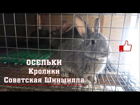 Видео: Кролики Советская Шиншилла