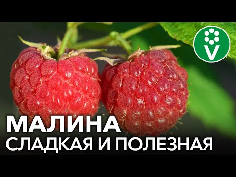 Видео: СДЕЛАЙТЕ ЭТО И МАЛИНА ЗАСЫПЛЕТ ВАС УРОЖАЕМ!