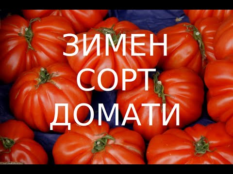 Видео: Сърцето на Албенга - зимния сорт домати!