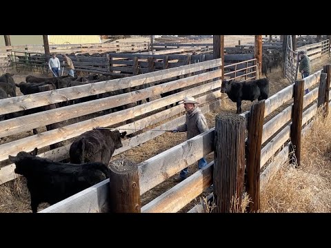 Видео: ДОСТАВКА телят из Монтаны