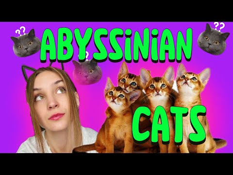 Видео: КАКУЮ ПОРОДУ ВЫБРАТЬ? АБИССИНСКАЯ КОШКА | ВСЁ О ПОРОДЕ | ИСТОРИЯ | ЗДОРОВЬЕ, УХОД, ПИТАНИЕ