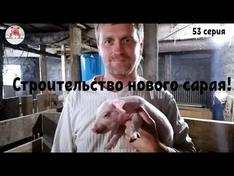 Видео: Миллион на свиньях.Строительство нового сарая !Опоросы свиноматок начались..