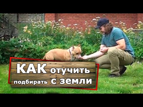 Видео: [Усложняем задачу] Отучаем амстаффа Рика ПОДБИРАТЬ с земли