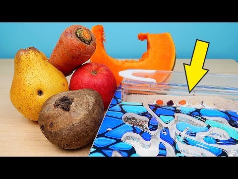 Видео: Реакция Африканских Муравьев на наши овощи и фрукты! Что они выберут? alex boyko