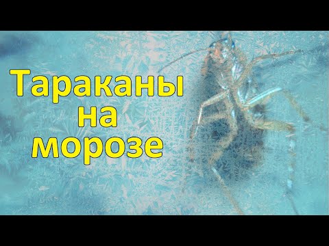 Видео: Оживет ли таракан после заморозки? Проверяем на -19,5°С