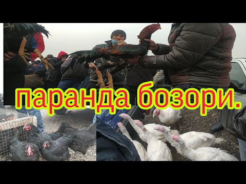 Видео: шахрихон паранда бозор дахшад болди🐓🐔🐣🦃🦆👍 5 февраля 2022 г.