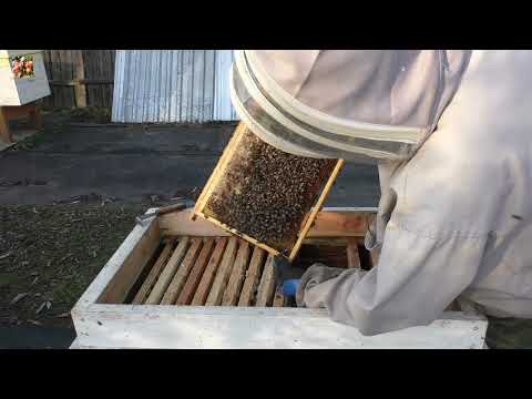 Видео: Последний осмотр семьи перед зимовкой.