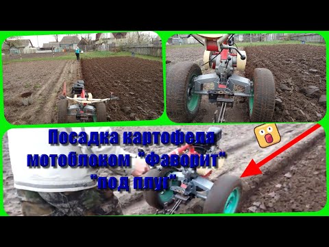 Видео: Посадка картофеля мотоблоком Фаворит ,  " под плуг".  2020